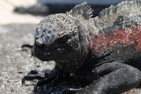 Havsleguan på Isabela