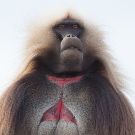 Gelada babian i Siemenbergen