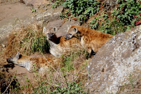 Hyenor utanför Addis