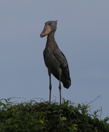 Träskonäbb Gambela