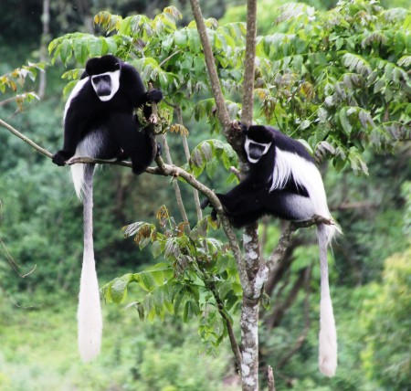 Colobus apaor
