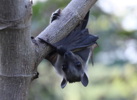 Flying fox - älskar mango