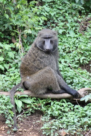 Oliv babian