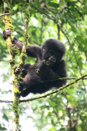 halvstor unge i Uganda