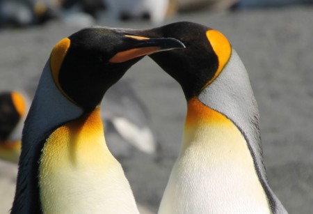 Kungspingviner