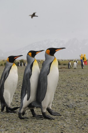 Kungspingviner