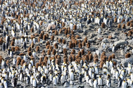 St Andrews bay med 500000 kungspingviner