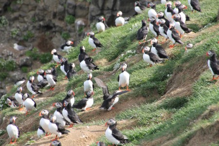 Puffins på Grimsö